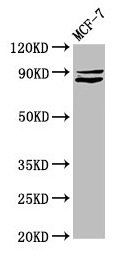 MED15 antibody