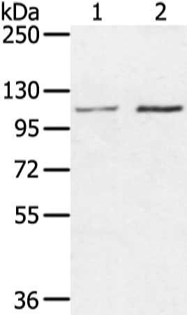 MED16 antibody