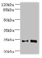 MED18 antibody