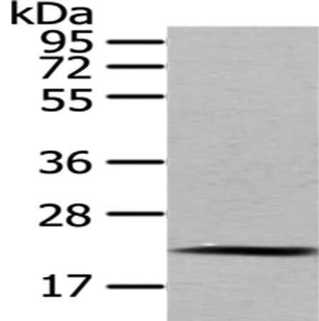 MED18 Antibody