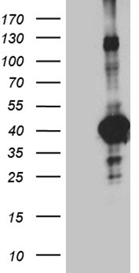 MED19 Antibody