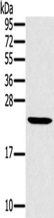 MED22 antibody