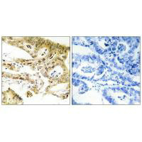 MED23 antibody