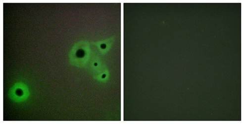 MED23 Antibody