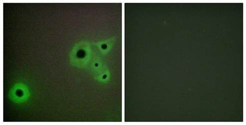 MED23 antibody