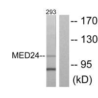 MED24 antibody