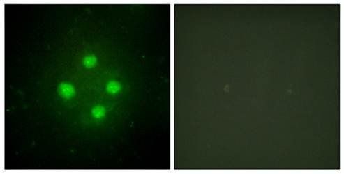 MED24 Antibody