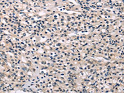 MED28 Antibody