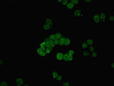 MED30 Antibody