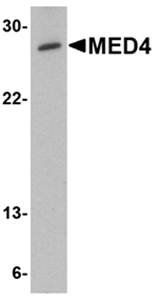 MED4 Rabbit Polyclonal Antibody