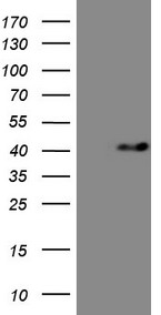 MED6 Antibody