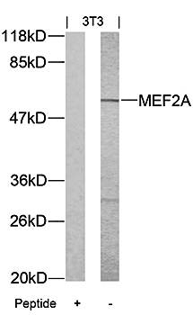 MEF2A (Ab-312) Antibody
