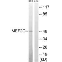 MEF2C (Ab-396) antibody