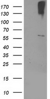 MEF2C Antibody