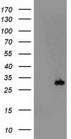 MEF2C Antibody
