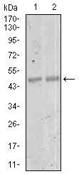 MEF2C Antibody