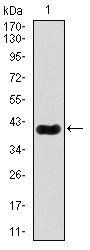 MEF2C Antibody