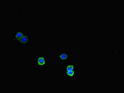MEGF10 Antibody