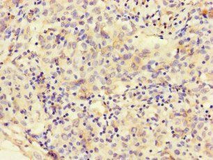 MEGF10 Antibody