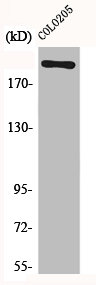 MEGF8 Antibody
