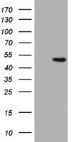 Meis homeobox 3 Antibody