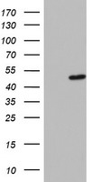 Meis homeobox 3 Antibody