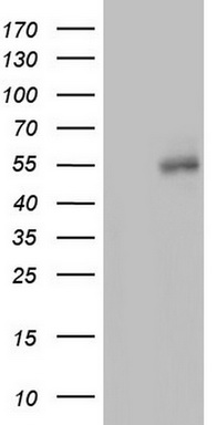 Meis homeobox 3 Antibody