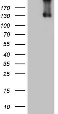 MEIS1 Antibody