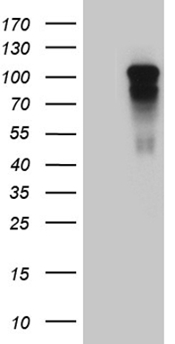 MEIS1 Antibody