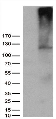 MEIS1 Antibody