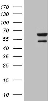 MEIS1 Antibody