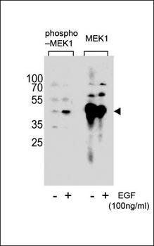MEK1 (phospho-Ser222) antibody
