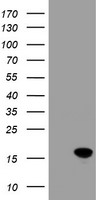 MEK1 Antibody