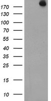 MEK1 Antibody