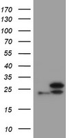 MEK1 Antibody
