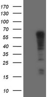 MEK1 Antibody