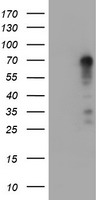 MEK1 Antibody
