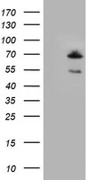 MAP2K1 Antibody