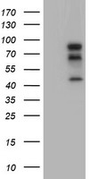 MEK1 Antibody
