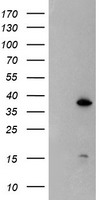 MEK1 Antibody