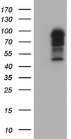 MEK1 Antibody