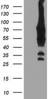 MEK1 Antibody