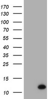 MEK1 Antibody