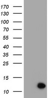 MEK1 Antibody
