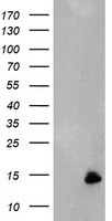 MEK1 Antibody