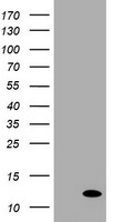 MEK1 Antibody