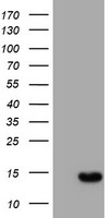 MEK1 Antibody