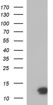MEK1 Antibody