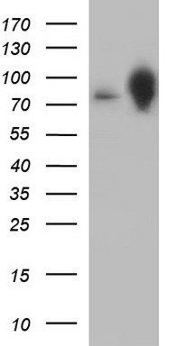 MEK1 Antibody