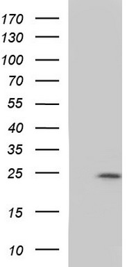 MEK1 Antibody